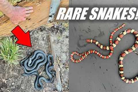 I Beat My Milk Snake Record! - Flipping For RARE Colorful Snakes!