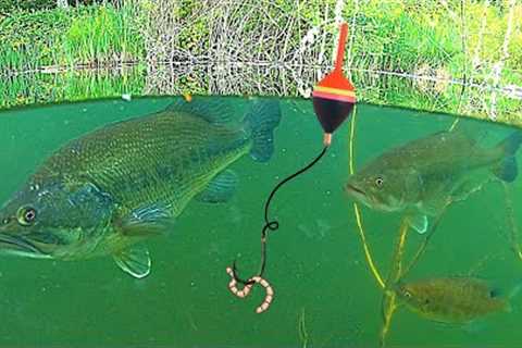 UNDERWATER FISHING!!! Big BASS, and Bluegill Catch &amp; Cook!