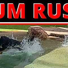 German Shepherd Goes At People AND Dogs — One Correction For Both
