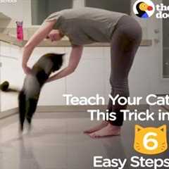 How To Teach Your Cat A Trick In 6 Easy Steps | The Dodo