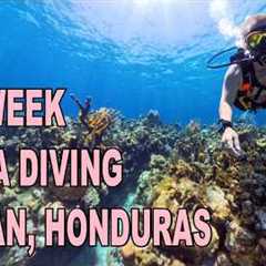 Scuba Diving in Roatan, Honduras
