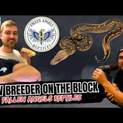 Finding Your Groove In The Ball Python Game | New Breeder On The Block (Live)