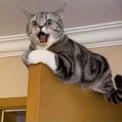 Get Ready to Die LAUGHING at These CATS 🤣 Funny Cat Videos
