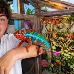 BUYING Reptiles at this INSANE REPTILE EXPO!!