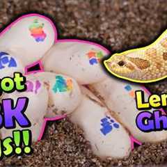 Our Lemon Ghost Hognose Snake Laid Eggs!