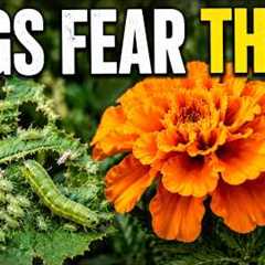 Bugs Hate These 7 Plants — No Chemicals Needed 🌿