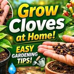 How to Grow Cloves at Home 🌱 Easy Gardening Tips for Beginners