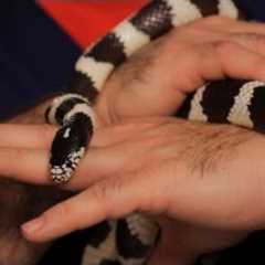 Best Pet Snake for Beginners | Pet Snakes