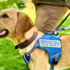 Training Better Leading Tasks for Service Dogs (find outside, find a seat, follow)
