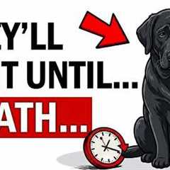 Your DOG Waits Their WHOLE LIFE For You to DO THIS! (Don't Betray Them)