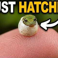 The World's Tiniest Lizard Just Hatched!