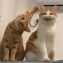 The Funniest CATS on the Planet! 🌍🤣 Funny Cat Videos