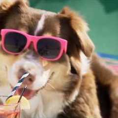 Live Your Best Life - Funny Divorce Attorney Commercial - Marie Sarantakis