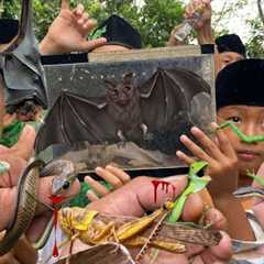 Mister insect bitten by bat, chameleon and snake
