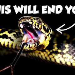 The Forgotten Venomous Snakes of Australia