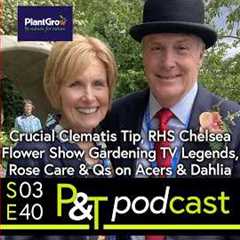 Crucial Clematis Tip, Chelsea Flower Show TV Legends, Rose Care & Questions on Acers &..
