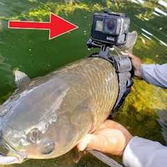I Strapped a GoPro on a Fish
