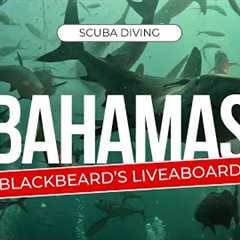 Scuba Diving the Bahamas: Blackbeard's Liveaboard Adventure | The Exuma Cays May 2024