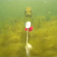 Underwater footage of a Pike chasing spinner bait!