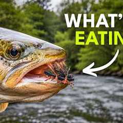 How to Fish Hoppers, Ants & Cicadas — Summer Fly Fishing for Beginners