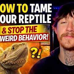 How to Tame Your Reptile (And Stop the Weird Behavior)