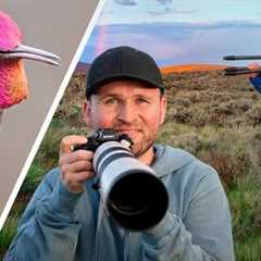 Set Ups For ANY Location + Hummingbirds: Everyday Bird Photography Hacks!