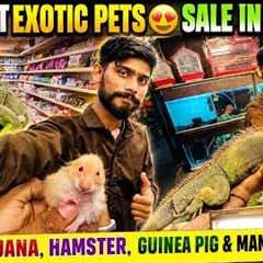 Cheapest Exotic Pets Sale in India😍Fishes,Iguana,Hamster,Guinea Pig & Many More 😍