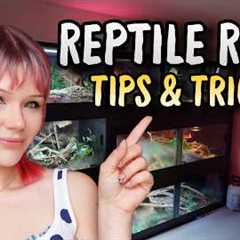 How to Create the PERFECT Reptile Room