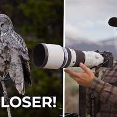 Is Micro Four Thirds the Ultimate Wildlife Photography Hack?