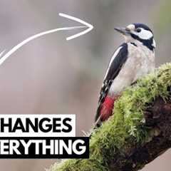 Wildlife Photography on a Budget - Hacks & Tips