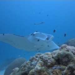 2026 Palau Dive Tour with Underwater Sports Diving Centre