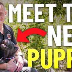 We Just Brought Home Our New Puppy… Here’s The Plan