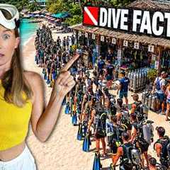 Koh Tao: Dive FACTORY or Diver's PARADISE?! | Pro Diver's Honest Reality