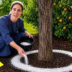 3 Foolproof Methods to Eliminate Ants, Aphids and Pests on Fruit Trees and Plants