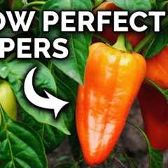 My Pepper Growing Secrets For Huge Harvests
