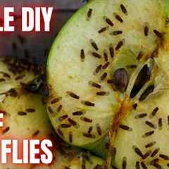 Easy Way To Rid Your Kitchen Of Fruit Flies | DIY TRICK WORKS 100% EVERYTIME