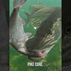 PIKE CORE 🐊✨️ #pike #fishing #underwater