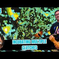The Best Option For Incubating Multiple Green Tree Python Clutches | All In The Tree Tuesday