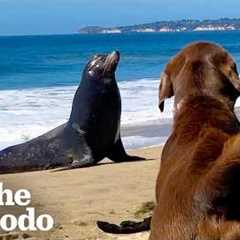 30+ Minutes of The Cutest Unlikely Animal Friendships We’ve Ever Seen | The Dodo
