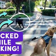 Service Dog Attacked On Video! + Tips on handling off-leash & reactive dogs