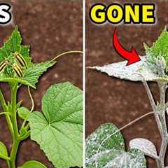 Spray This NOW to STOP Cucumber Beetles and Squash Bugs Like Magic!