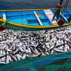 AMAZHING FISHING 😨 Biggest Catch Ever | 5 Tons Of Tuna Fishes Caught In Single Catch. 😳