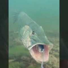 Watch the pike's speed as it attacks and spits out ! #pike #fishing #underwaterworld