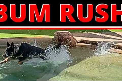 German Shepherd Goes At People AND Dogs — One Correction For Both