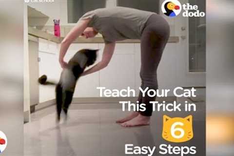 How To Teach Your Cat A Trick In 6 Easy Steps | The Dodo