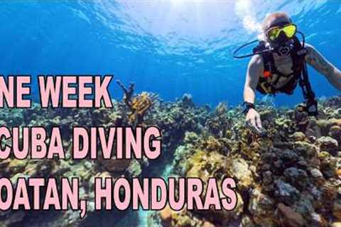 Scuba Diving in Roatan, Honduras