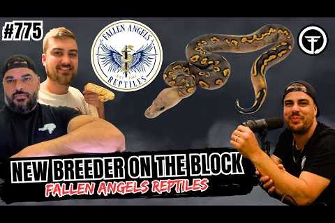 Finding Your Groove In The Ball Python Game | New Breeder On The Block (Live)