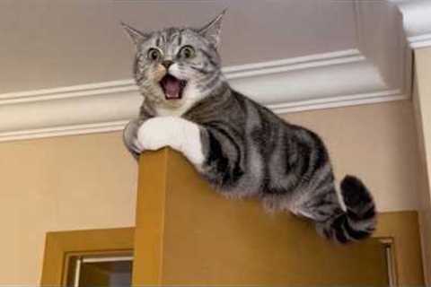 Get Ready to Die LAUGHING at These CATS 🤣 Funny Cat Videos