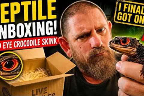 Reptile Unboxing! Red-Eyed Crocodile Skinks, Tarantulas &amp; Rare Exotic Animals 🔥#unboxing..