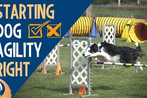 Dog Agility Training: 3 Big Mistakes All Dog Owners Should Avoid #114